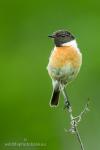 Common Stonechat (Saxicola rubicola)