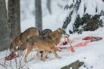 Vlk eurasijský (Canis lupus)