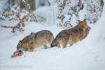 Vlk eurasijský (Canis lupus)