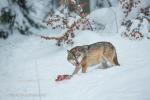 Vlk eurasijský (Canis lupus)