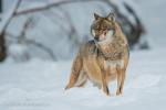 Vlk eurasijský (Canis lupus)