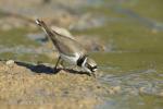 Little ringed (Charadrius dubius)