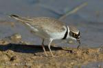 Kulík říční (Charadrius dubius)