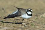 Little ringed (Charadrius dubius)