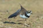 Little ringed (Charadrius dubius)