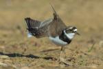 Kulík říční (Charadrius dubius)