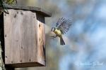 Sýkora modřinka (Parus caeruleus)