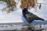 Rook (Corvus frugilegus)