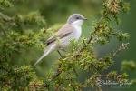 Lessr Whitethroat (Sylvia curruca)