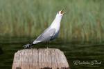 Racek bouřní (Larus canus)