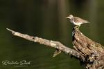 Common Sandpiper (Actitis hypoleucos)