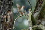 Vrabec polní (Passer montanus)