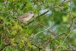 Barred Warbler (Sylvia nisoria)