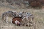 Vlk kanadský (Canis lupus occidentalis)