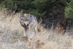 Vlk kanadský (Canis lupus occidentalis)