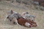 Vlk kanadský (Canis lupus occidentalis)