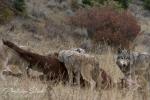 Vlk kanadský (Canis lupus occidentalis)