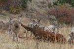 Vlk kanadský (Canis lupus occidentalis)