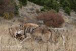 Vlk kanadský (Canis lupus occidentalis)