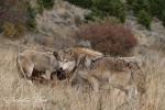 Vlk kanadský (Canis lupus occidentalis)