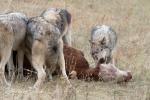 Vlk kanadský (Canis lupus occidentalis)