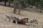 Vlk kanadský (Canis lupus occidentalis)