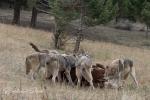 Vlk kanadský (Canis lupus occidentalis)