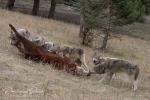 Vlk kanadský (Canis lupus occidentalis)