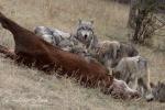 Vlk kanadský (Canis lupus occidentalis)