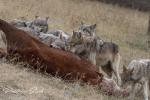 Vlk kanadský (Canis lupus occidentalis)