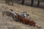 Vlk kanadský (Canis lupus occidentalis)