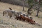 Vlk kanadský (Canis lupus occidentalis)