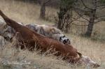 Vlk kanadský (Canis lupus occidentalis)