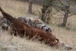 Vlk kanadský (Canis lupus occidentalis)