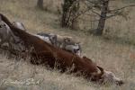 Mackenzie Valley Wolf (Canis lupus occidentalis)