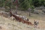 Mackenzie Valley Wolf (Canis lupus occidentalis)