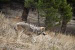 Mackenzie Valley Wolf (Canis lupus occidentalis)