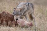 Mackenzie Valley Wolf (Canis lupus occidentalis)