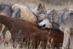 Mackenzie Valley Wolf (Canis lupus occidentalis)