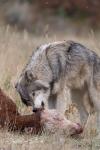 Mackenzie Valley Wolf (Canis lupus occidentalis)