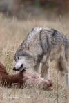 Mackenzie Valley Wolf (Canis lupus occidentalis)