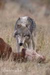 Mackenzie Valley Wolf (Canis lupus occidentalis)