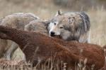 Mackenzie Valley Wolf (Canis lupus occidentalis)