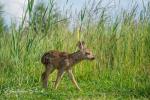 Roe Deer (Capreolus capreolus)