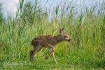 Roe Deer (Capreolus capreolus)