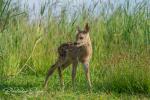 Roe Deer (Capreolus capreolus)