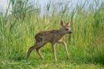 Roe Deer (Capreolus capreolus)