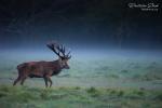 Red Deer (Cervus elaphus)