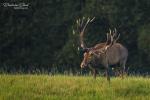 Jelen evropský (Cervus elaphus)