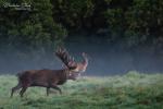 Jelen evropský (Cervus elaphus)